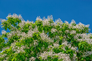 Tree Catalpa ovata