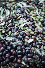 Olive oil production plant. Conveyor belt constantly feeding olives into small scale olive oil mill factory for extracting extra virgin olive oil.
