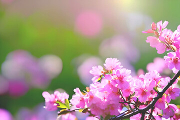 Pink cherry blossom Sakura flower at full bloom. Lots of room for a message in blurred background. AI Generative Illustrations