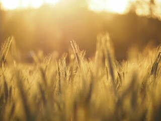 From grain to bread © Jan