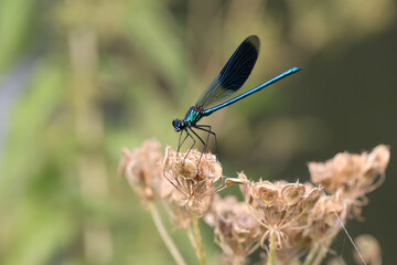 Banded demoiselle (Calopteryx splendens) is a species of damselfly belonging to the family Calopterygidae