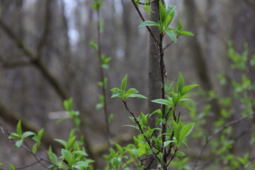 Spring forest atmosphere, first leaves