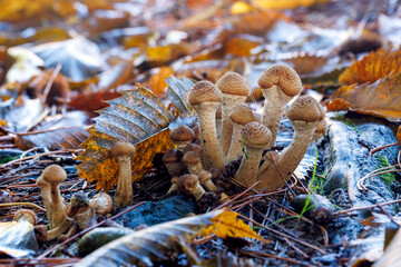Mushrooms growing in wild forest