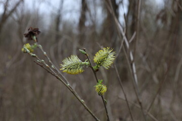 Pussy willow in the spring forest, beginning of spring, blossom