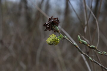 Pussy willow in the spring forest, beginning of spring, blossom