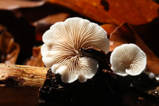 Mushrooms growing in wild forest