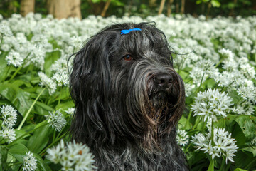 Dutch sheepdog (Schapendoes) among the onion flowers