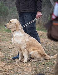 Golden Retriever purebred dog sitting on a leash next to his owner