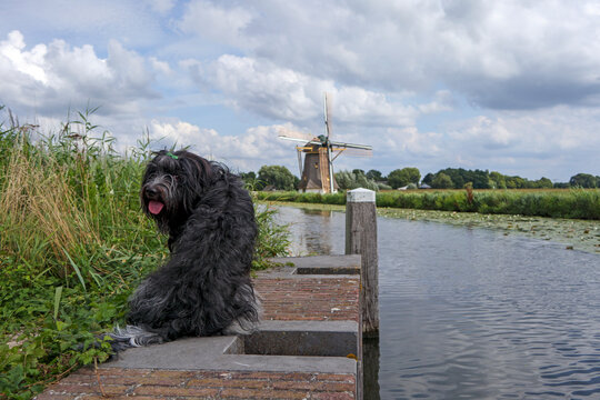 Dutch sheepdog (Schapendoes) for a windmill