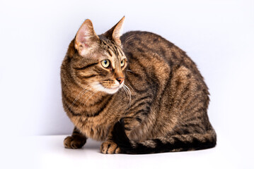 Striped cat with green eyes on a light gray background