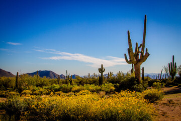 saguaro cactus landscape skyline in scottsdale arizona southwest usa