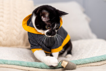 Domestic black and white cat wearing sunglasses and hoodie