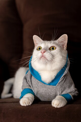 Domestic white cat wearing hoodie sweatshirt