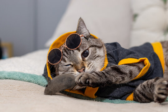 Domestic tiger cat wearing hoodie and sunglasses playing with toy rat