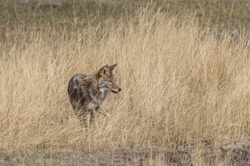 Western coyote (Canis latrans) searches in meadow for small rodents in Lamar Valley, Yellowstone National Park.