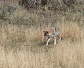 Obraz na płótnie Canvas Western Coyote in Lamar Valley, Yellowstone National Park
