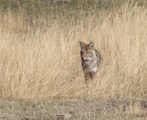 Western Coyote in the Lamar Valley, Yellowstone National Park