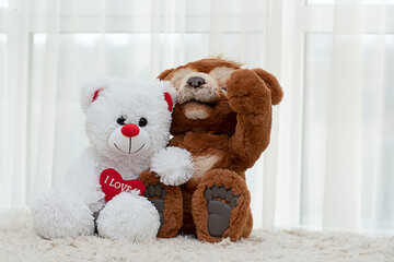 Valentine's day concept. Two funny teddy bears brown and white with a red heart sit and hug cutely on a white background.