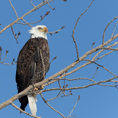 bald eagle in tree