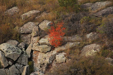 red rocks in autumn
red tree in rocks