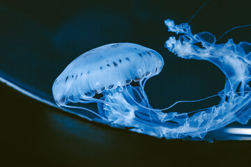 Illuminated jellyfish moving through the water. Isolated on dark background