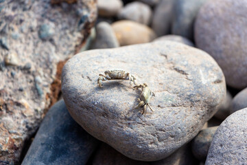 Crabs posing on a rock at the beach.