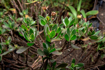Obraz premium very small plant blooming in the garden. small brown plant opens its petals. macro photo of small group of flowers. flash photography of plants on black background.