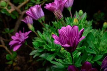 Dimorphotheca ecklonis macro. purple plant sown in the garden. feverfew. polar star. cape daisy. cape canendula. ornamental flower on black background and flash illuminating its top.    