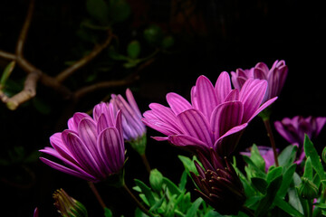 pink lotus flower, purple ornamental flower on black background and flash illuminating its top. Dimorphotheca ecklonis macro. cape daisy. cape marigold. purple plant sown in the garden. polar star. 