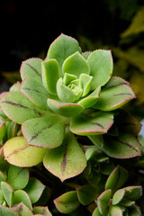 succulent plant species known as stone rose. aeonium haworthii. close-up detail of green garden plant with a green color on its edges. green fleshy branches. nature photograph with flash and black 