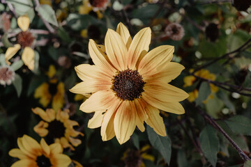 orange flower in the garden