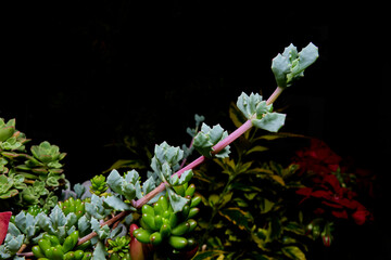 branch of plant growing in the garden. photo of flowers with flash and black background. branch plant with green leaves climbing upwards. 