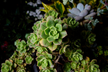 close-up detail of green garden plant with a green color on its edges. green moss in the garden. flash photography of plants. species of succulent plant known as stone rose. aeonium haworthii. 