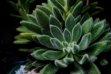 aloe vera plant in the garden.  a close view of echeveria setosa plant. type of succulent plant with long petals and hairy texture. 