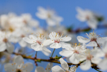 Flowering branch of fruit tree. Cherry blossomed in the spring.