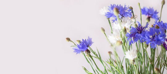 Blue white flower. Flower garden. flower at spring day. colorful flower. Banner. copy space