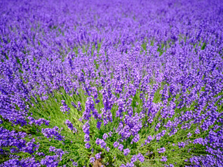 Naklejka premium ラベンダー