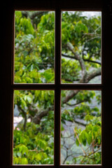 Wooden window revealing the beauty of aa tropical setting, through a glass, 