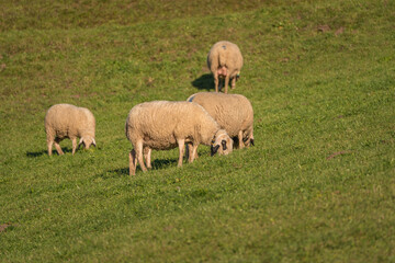 Naklejka na ściany i meble sheep grazing on the grass