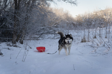 Husky dog ​​carries children's sled in winter.