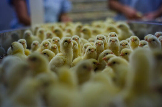 pollitos reci&eacute;n nacidos en planta de incubadora 