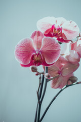 Fototapeta na wymiar Close up petals floral greeting card pink orchid