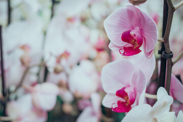 Close up petals floral greeting card pink orchid