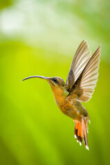 Rufous-breasted Hermit