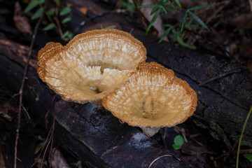 Brazilian Mushroom
This plant is very common in brazilian savannah.
