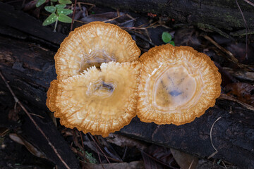 Brazilian Mushroom
This plant is very common in brazilian savannah.