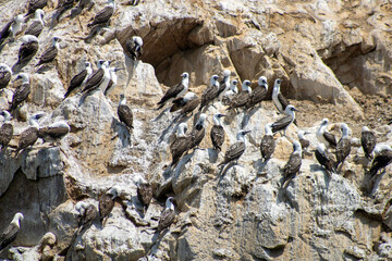 Ave en las rocas del mar