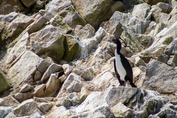 Naklejka premium Pingüino de Humboldt en rocas