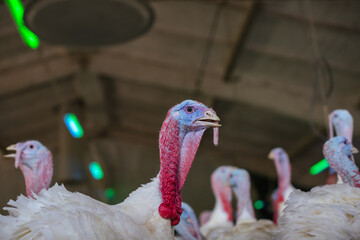 turkey farm. turkey close-up. turkey rearing concept