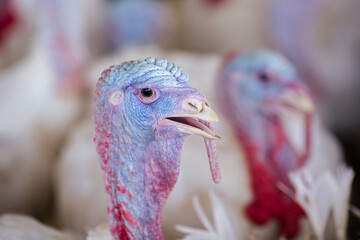turkey farm. turkey close-up. turkey rearing concept